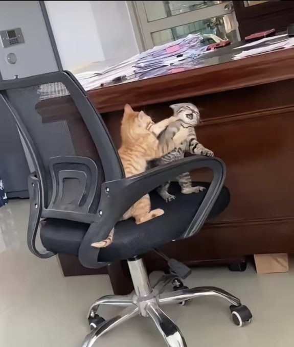 Create meme: a cat on a computer chair, the cat on the chair, cool cat