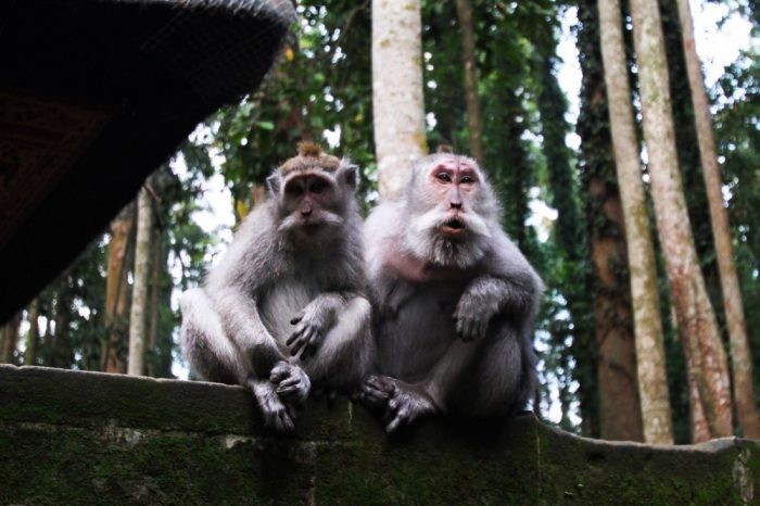 Create meme: ubud monkey forest, monkeys , primates are funny