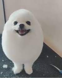 Create meme: dog Spitz, Pomeranian