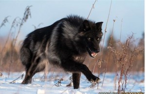 Создать мем: черный канадский волк, black wolf, Чёрные волки