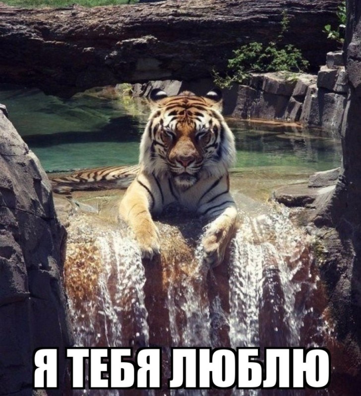 Создать мем: амурский тигр на водопаде, тигр у водопада, большой тигр