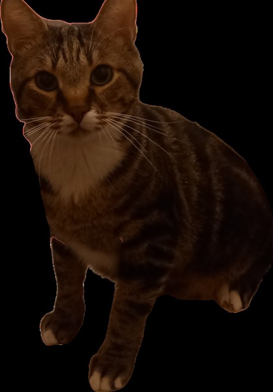 Create meme: cat clipart, cat no background, The sokoke cat