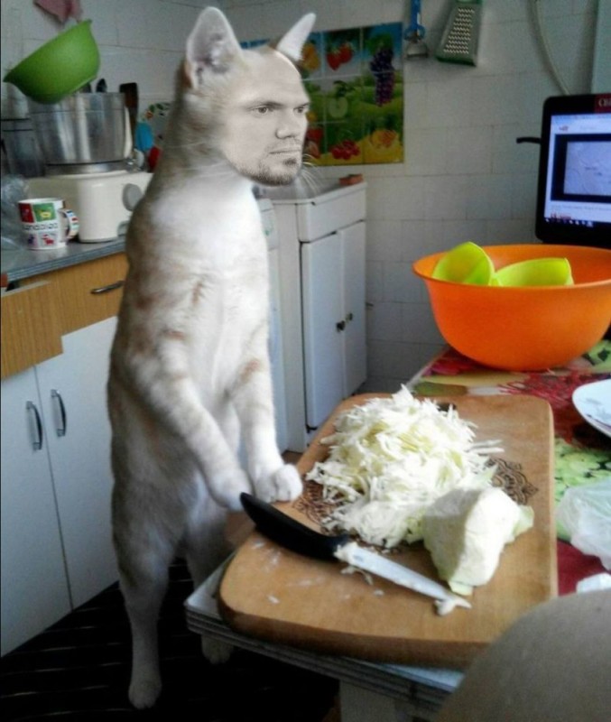 Создать мем: обычная кошка, кошка на кухне, кот ест пельмени