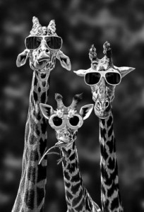 Создать мем: Ассорти из запретных плодов  какая прелесть, жираф в очках, крутой жираф