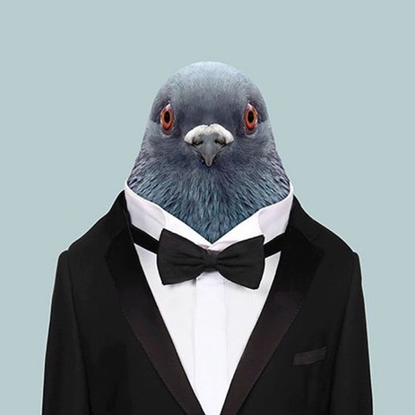 Create meme: dove , a pigeon in a suit, cool pigeon 