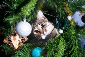 Создать мем: кот и новогодняя елка, новогодняя елка, наряженная елка
