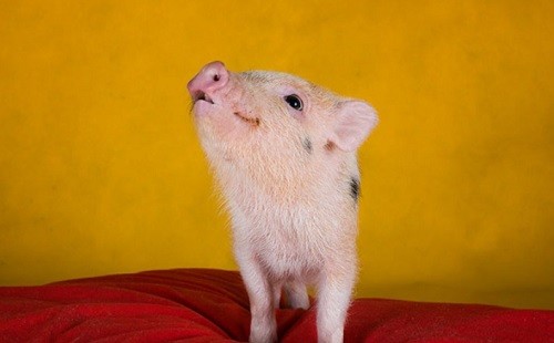 Create meme: mumps , cute pig, mini pig