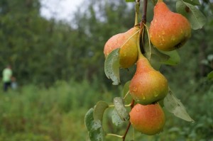 Create meme: pear