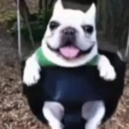 Create meme: french bulldog funny, french bulldog , dog funny