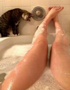 Create meme: jokes about cats, funny cats, dog legs in the tub
