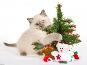 Создать мем: новогодний котик светлая, белый котенок новый год, новогодние котята