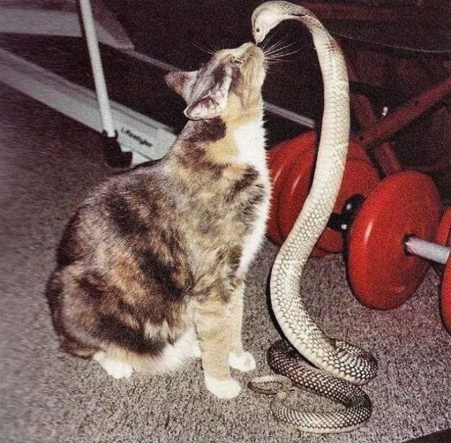 Создать мем: котик целует змею, кошка змея, кошки и змеи