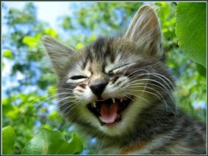 Create meme: cat, the smile of the cat, funny cat