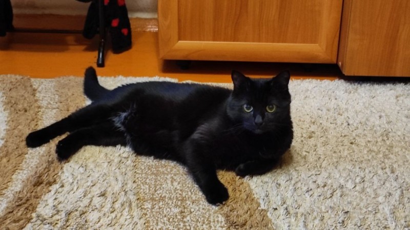 Create meme: black smooth-haired cat, British smooth-haired black cat, cat 