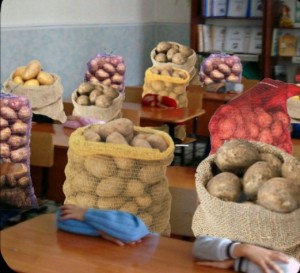 Create meme: potatoes the potato market, fresh potatoes, potatoes