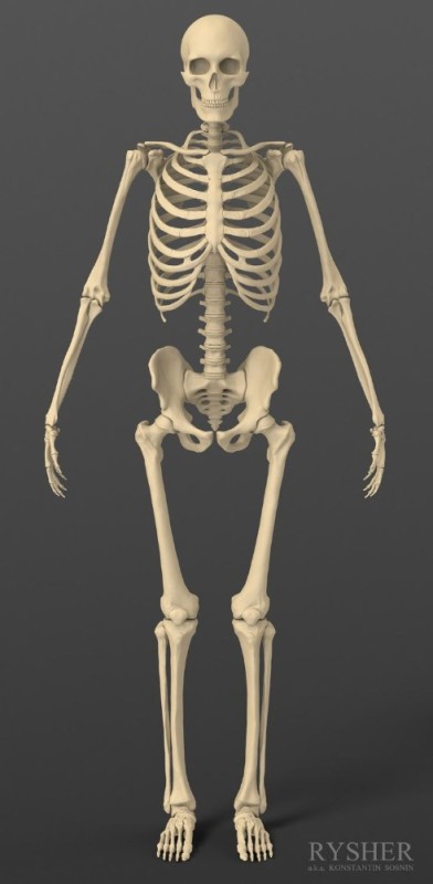 Создать мем: человеческий скелет, модель скелета, скелет человека кости