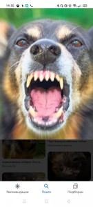 Create meme: rabies, mad dog, angry dog