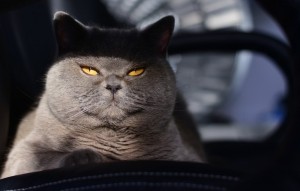 Создать мем: кот серый, кот британец, недовольный серый кот