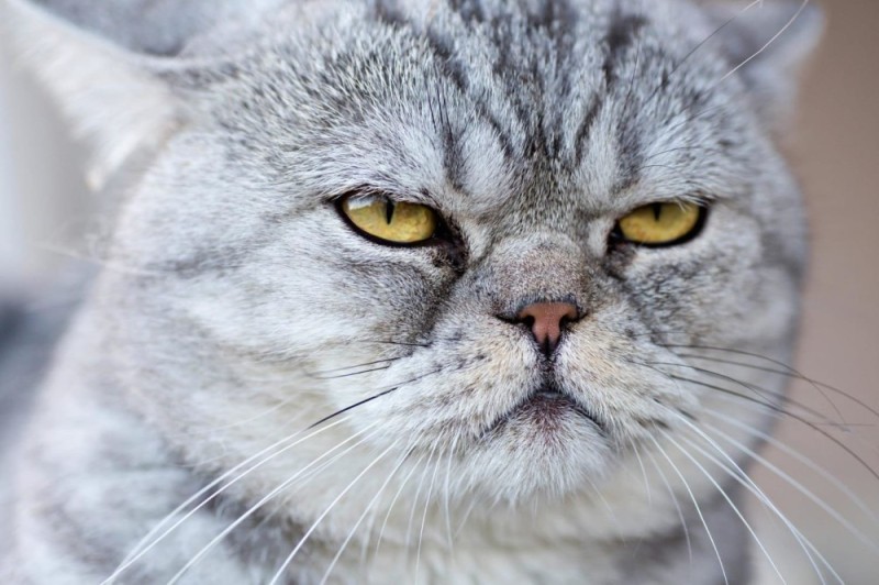 Create meme: gray cat, evil face, evil cat