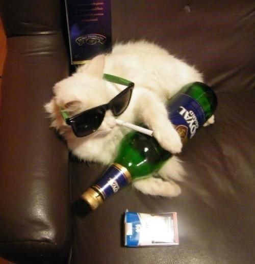 Создать мем: кот спит с пивом, пьяные животные, пьяный котик