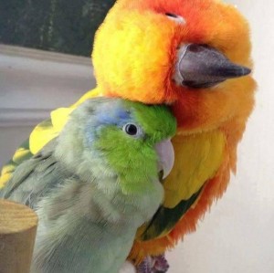 Create meme: parrot, parrots