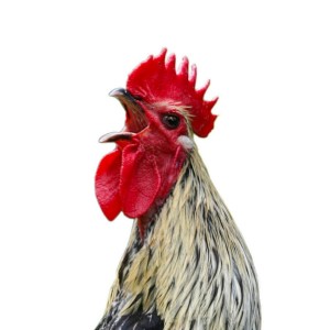 Create meme: chicken know cock, the cock bird, crowing rooster pictures