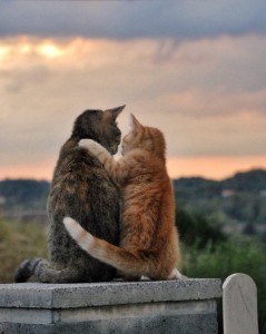 Create meme: funny animals, cats hugging, hugging cats