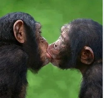 Создать мем: обезьяны целуются, обезьяна целует, обезьянки целуются