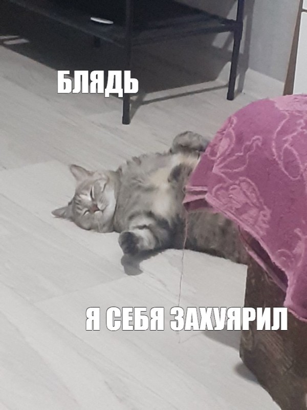 Create meme: Pets , cat , animals cats 