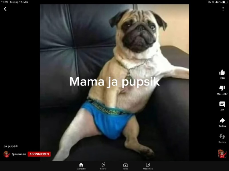 Create meme: sad pug , underpants with a pug, pug with the owner
