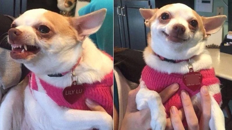 Create meme: evil Chihuahua meme, Chihuahua memes, evil Chihuahua 
