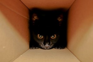 Создать мем: katze, black cat, schrodinger cat