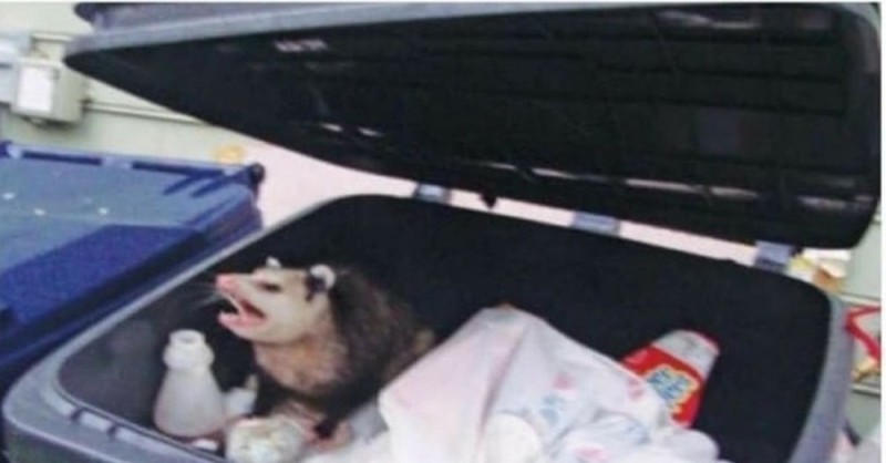 Create meme: opossum in the trash, don't touch my trash, trash meme