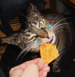 Создать мем: кот и мороженое, котик с чипсами