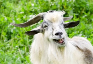 Create meme: goat animal, goat, goat