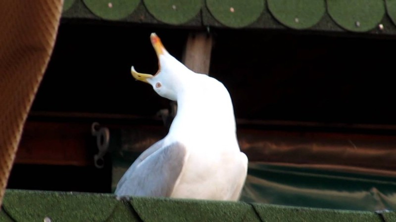 Create meme: screaming Seagull, the screaming seagull, laughing gull 