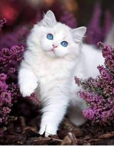 Создать мем: лилово белый котёнок, котята красивые, красивые кисы