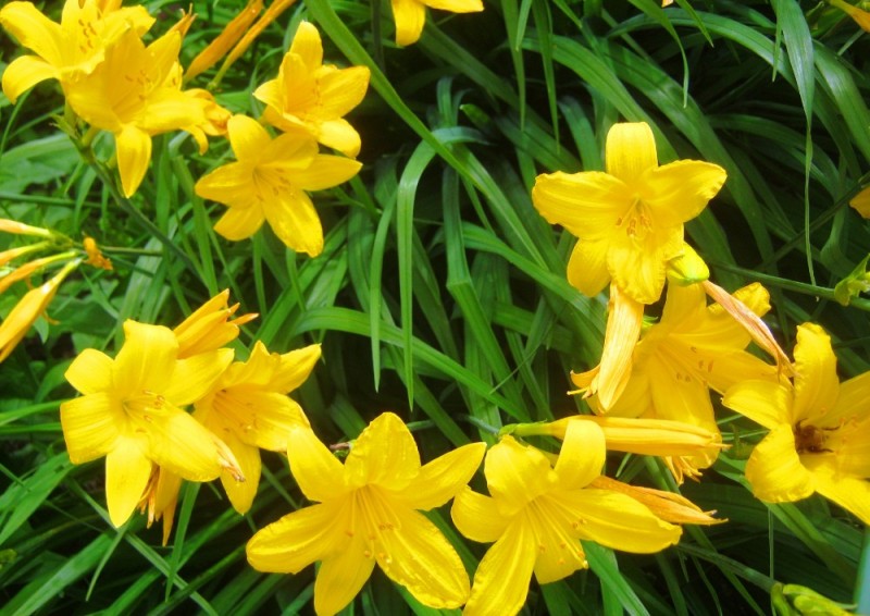 Create meme: daylily yellow, daylily forest yellow, daylily yellow early