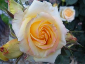 Создать мем: розы чайно гибридные глория, роза желтая, роза чайно гибридная версилия