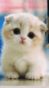Создать мем: самая милая кошка, шотландский вислоухий котенок белый скоттиш фолд, котята милашки до слез
