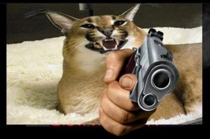 Create meme: cat with a gun