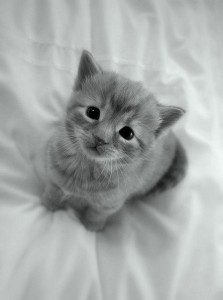 Создать мем: британская короткошёрстная кошка, очаровательные котята, милые серые котята