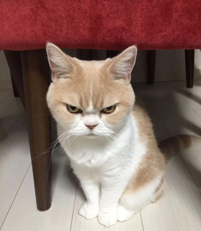 Create meme: unhappy cat, gloomy cat, evil cat
