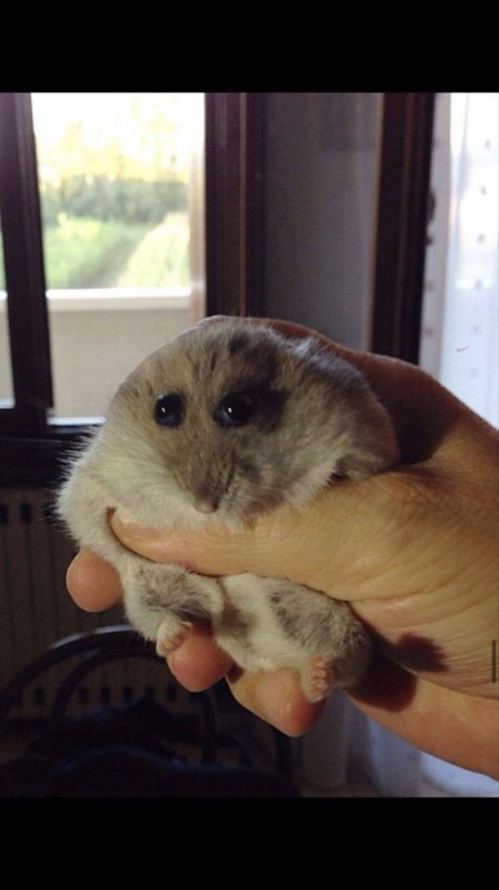 Create meme: Djungarian hamster, hamster Djungarian, the Syrian hamster 