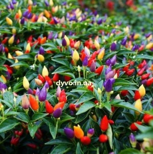 Create meme: chili, pepper decorative small miracle, Bolivian rainbow pepper