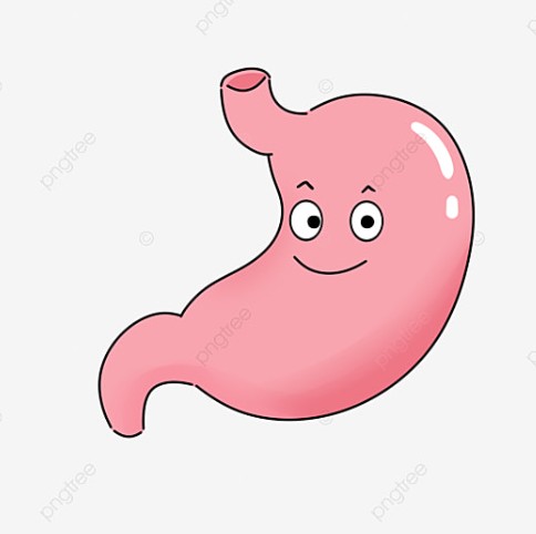 Создать мем: рисунок желудка, счастливый желудок векторная, желудок мультяшный