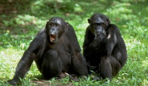 Создать мем: альфа самец шимпанзе, шимпанзе бонобо, обыкновенный шимпанзе