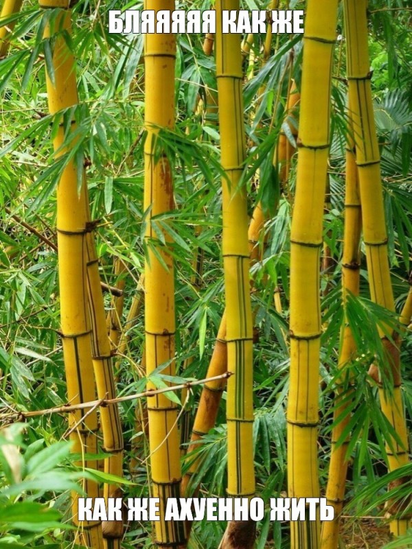 Create meme: bamboo shimbatea kumasasa, bamboo , darakhti bamboo