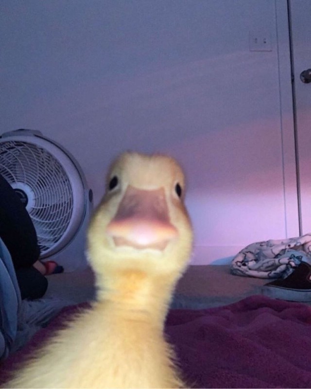 Create meme: duckling selfie, funny animal faces, duck duck