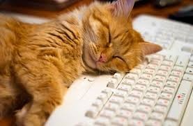 Создать мем: кот устал, спящий кот, кот на клавиатуре